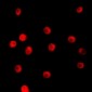 Anti-TCEAL1 Antibody